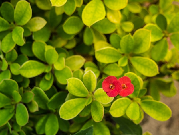 the small red flower on the green leaves