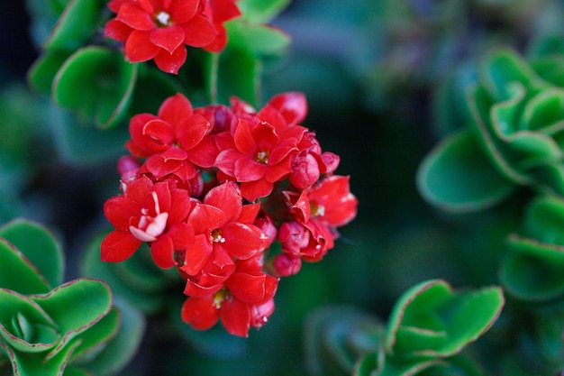 Foto piccolo fiore rosso