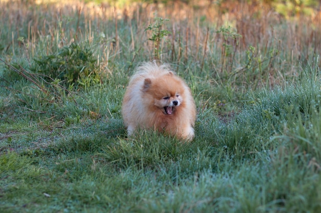 a small red fluffy dog pomeranian stands on the grass in the morning and yawns, his mouth wide open, around the dew.
