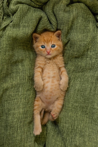 Small red kitten on green blanket