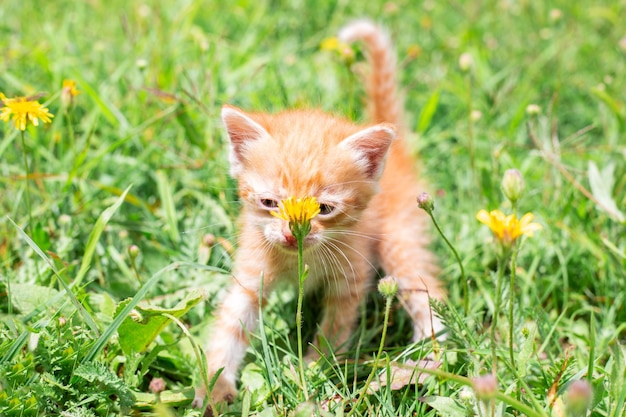 緑の草の中にいる小さな赤い子猫がタンポポの匂いを嗅ぐ かわいいペット