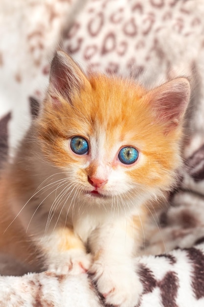 A small red kitten looks with surprise Cat in the house education and care