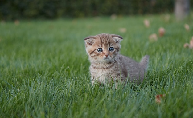Маленький рыжий котенок в пышной зеленой траве сидит, смотрит в камеру и играет в траве на размытом переднем плане.