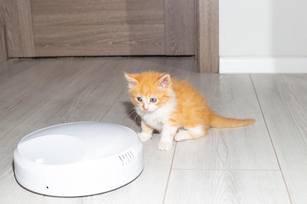 A small red kitten plays with a robotic vacuum cleaner on the floor in an apartment