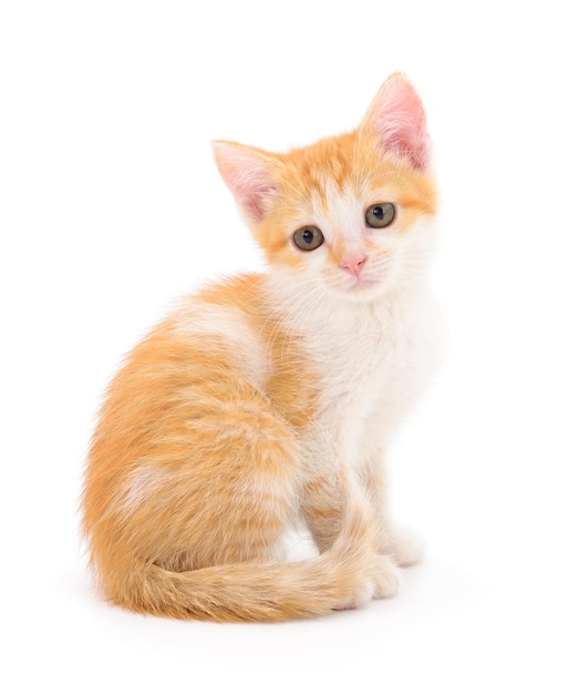 Маленький рыжий котенок на белом фоне