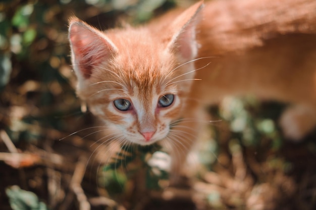 大きな青い目をした小さな赤い子猫子猫は自然の中で公園の子猫の草の上を歩きます