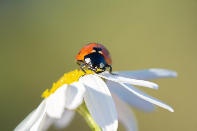 写真 デイジーの花の小さな赤いてんとう虫がクローズアップ