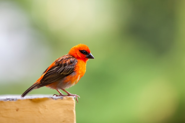 A small red local bird on the Seychelles