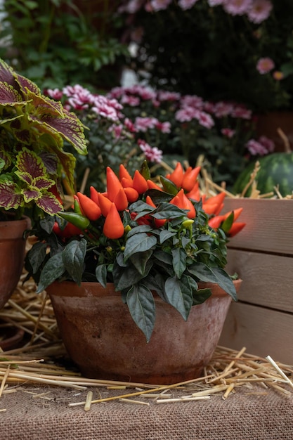 Small red peppers grow in clay pots Harvest festival Ripe red hot chili on a branch of a bush Farm Organic Vegetables