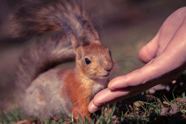 A small red squirrel is eating from the hand A man feeds a squirrel with his hands