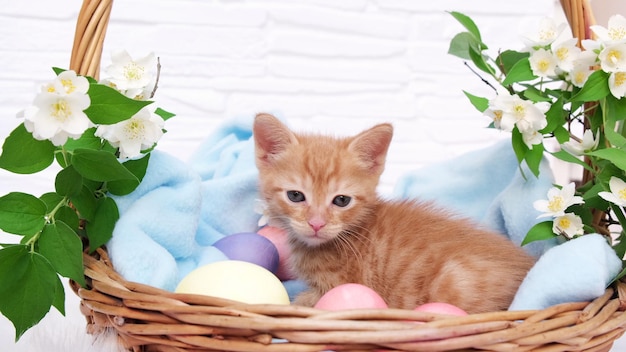 A small red tabby kitten lies comfortably in a blue blanket and looks around with easters eggs