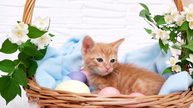 A small red tabby kitten lies comfortably in a blue blanket and looks around with easters eggs