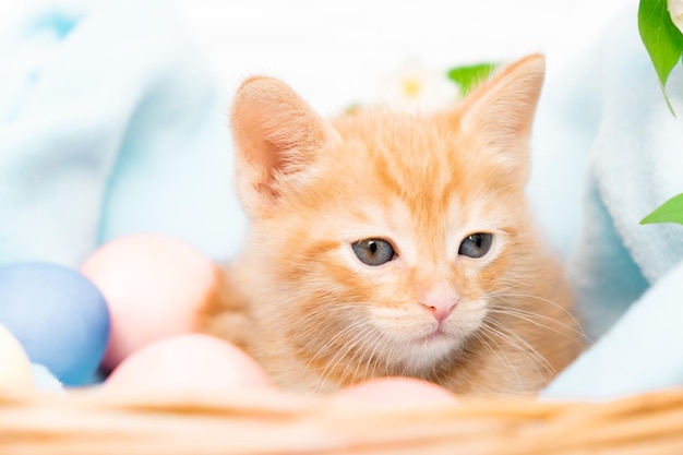 A small red tabby kitten lies comfortably in a blue blanket with easters eggs concept of taking care