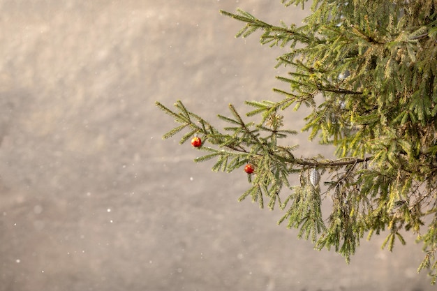 Small red toys on spruce branches outside