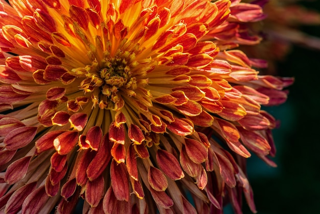 Small red wild chrysanthemums in the park