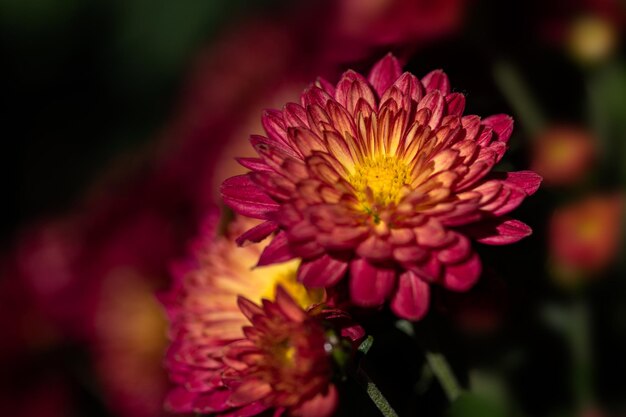 Small red wild chrysanthemums in the park