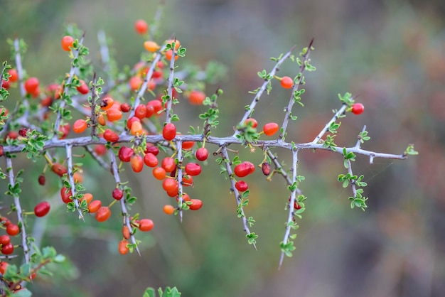 Small red wild fruits in the Pampas forest Patagonia Argentina