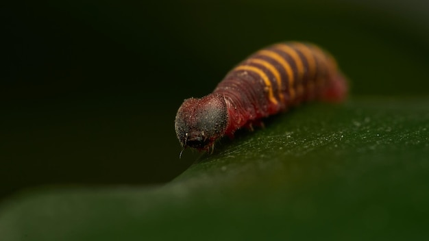 a small red and yellow caterpillar walking on a green leaf