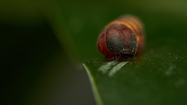 a small red and yellow caterpillar walking on a green leaf