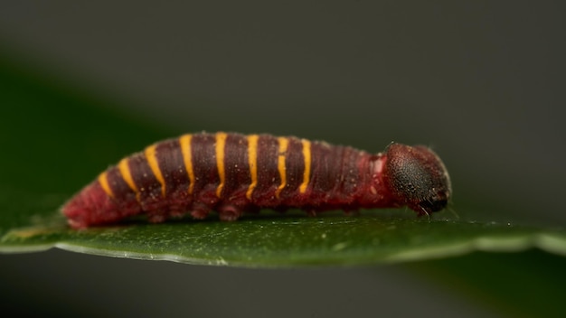 a small red and yellow caterpillar walking on a green leaf