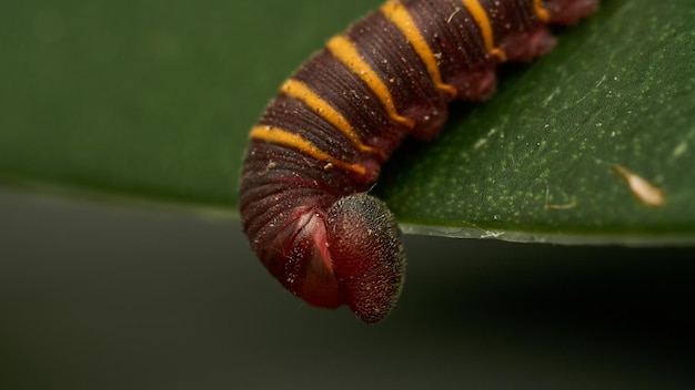 a small red and yellow caterpillar walking on a green leaf