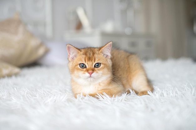 A small redhaired British kitten is lying on a white blanket in the room