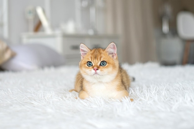 A small redhaired British kitten is lying on a white blanket in the room