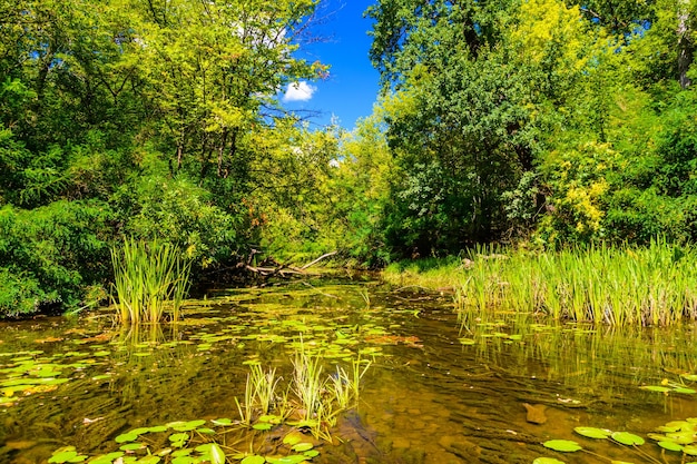 Small river in a forest on summer day