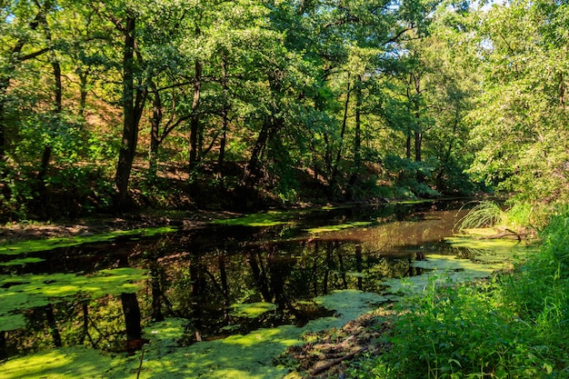 Small river in the forest at summer