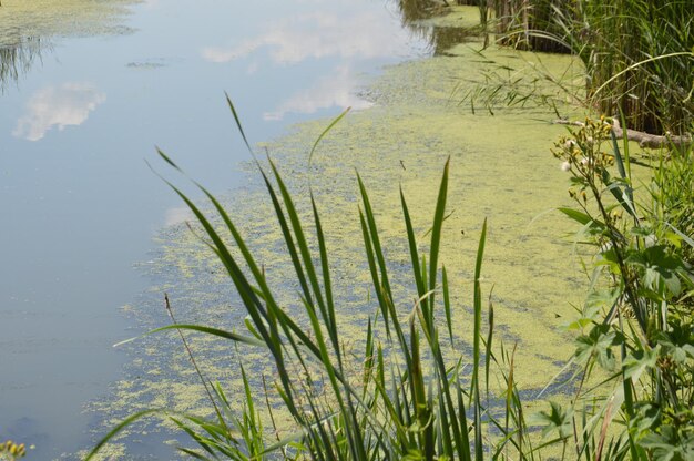 A small river is flowing overgrown with reeds and blocked by a dam