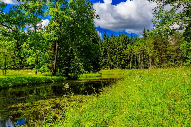 Small river in a mixed deciduous and coniferous forest in Russia Summer landscape