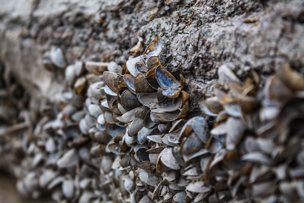 Foto piccole cozze di fiume sono bloccate sulla superficie della riva. un gran numero di conchiglie vuote