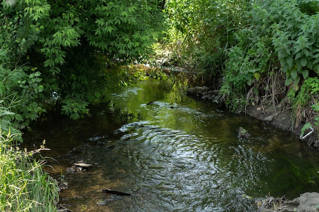 Small river in the park with trees