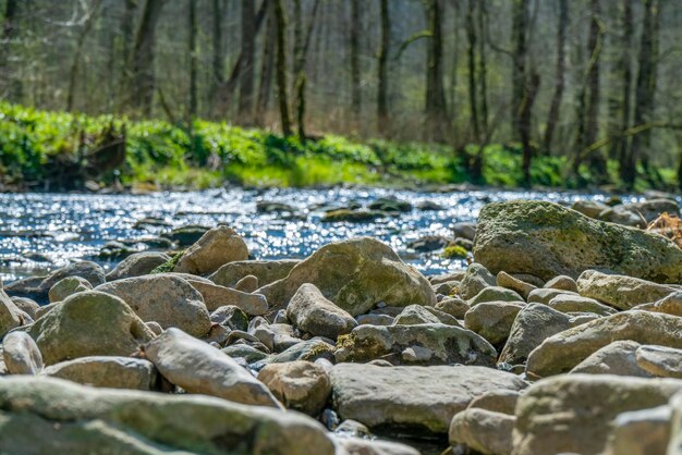 small river at spring time