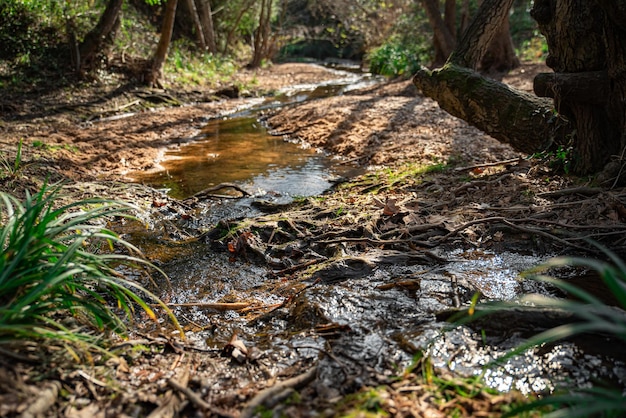 Small river in sunny forest