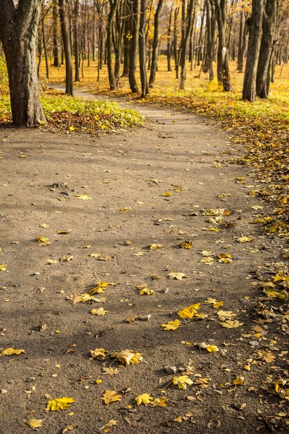 Small road in autumn forest