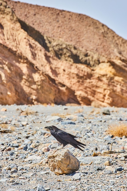 Small rock with crow resting on top and mountains in distance