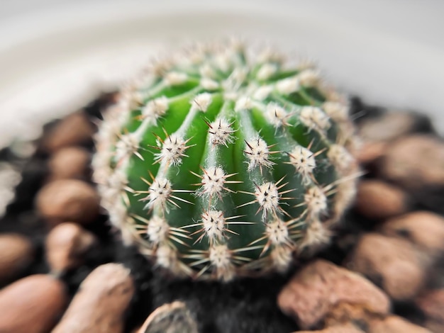 Foto un piccolo cactus rotondo con spine cresce in un vaso