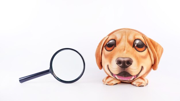 A small round dog puppy is next to magnifying glass on white background Vet check Curious puppy Interest Study Curiosity