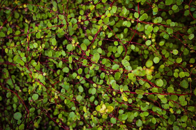 Small round leaves on red branches