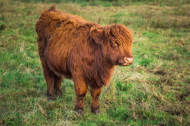 Small Scottish Highland Cow