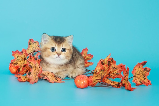 Small Scottish kitten and autumn leaves