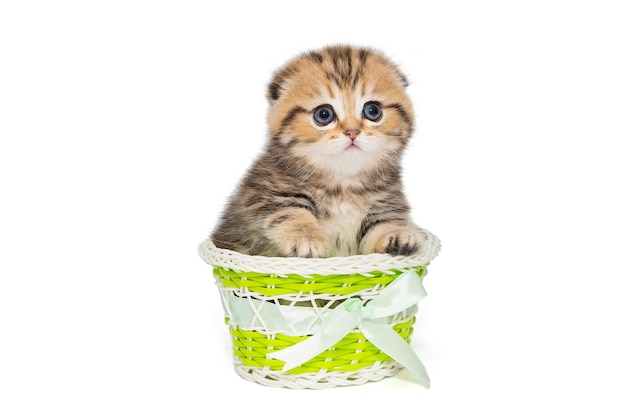 Small Scottish kitten in a green basket