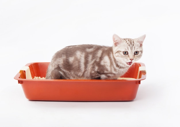 Small scottish kitten in red plastic litter