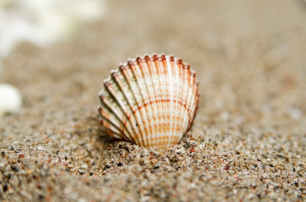 Small sea shell stabed in sand close to sea. Macro view.