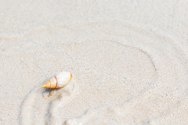 Small Sea Snail making a trail on beach sand at low tide