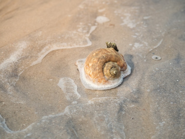 Piccole lumache di mare arenate sulla spiaggia sabbiosa