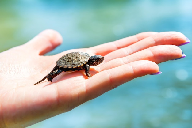 Small sea turtle crawling up on woman's hand with blue water background