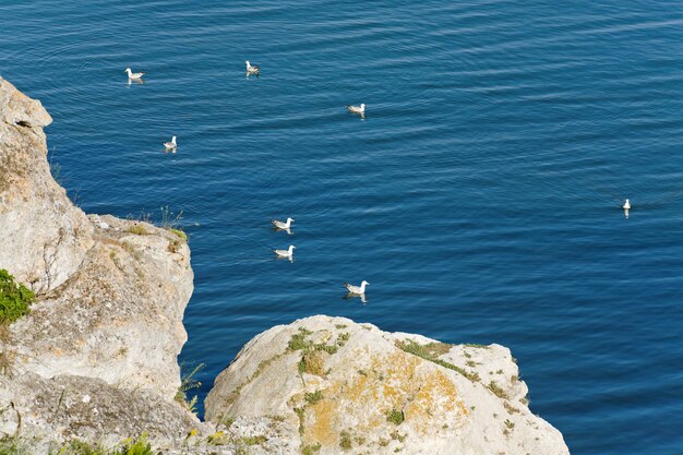 Small seagull flock and blue summer sea