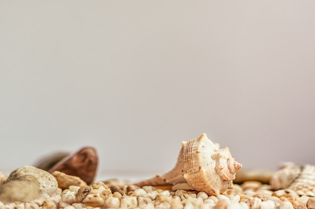 Small seashell on the sand summer natural wall